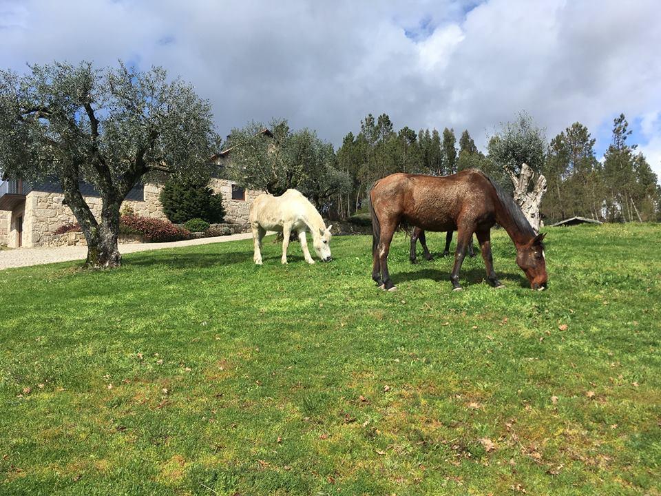 Quinta Do Medronheiro Hotel Rural Viseu Eksteriør billede